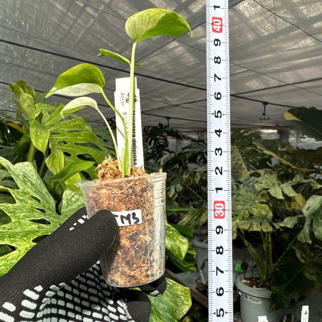 TM3モンステラ　デリシオーサ　ミント斑入り　2寸ポリポット　ネコポス発送