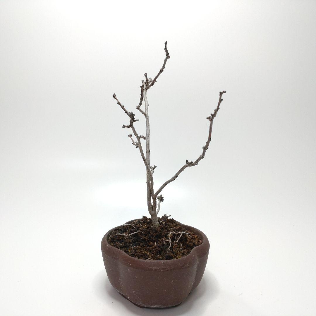 寒樹蔓梅擬（ツルウメモドキ）盆栽 SS005