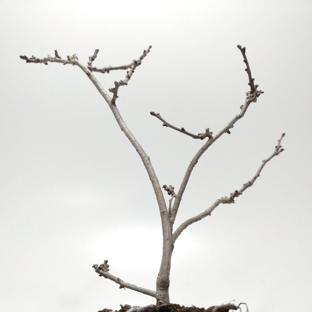 寒樹蔓梅擬（ツルウメモドキ）盆栽 SS005