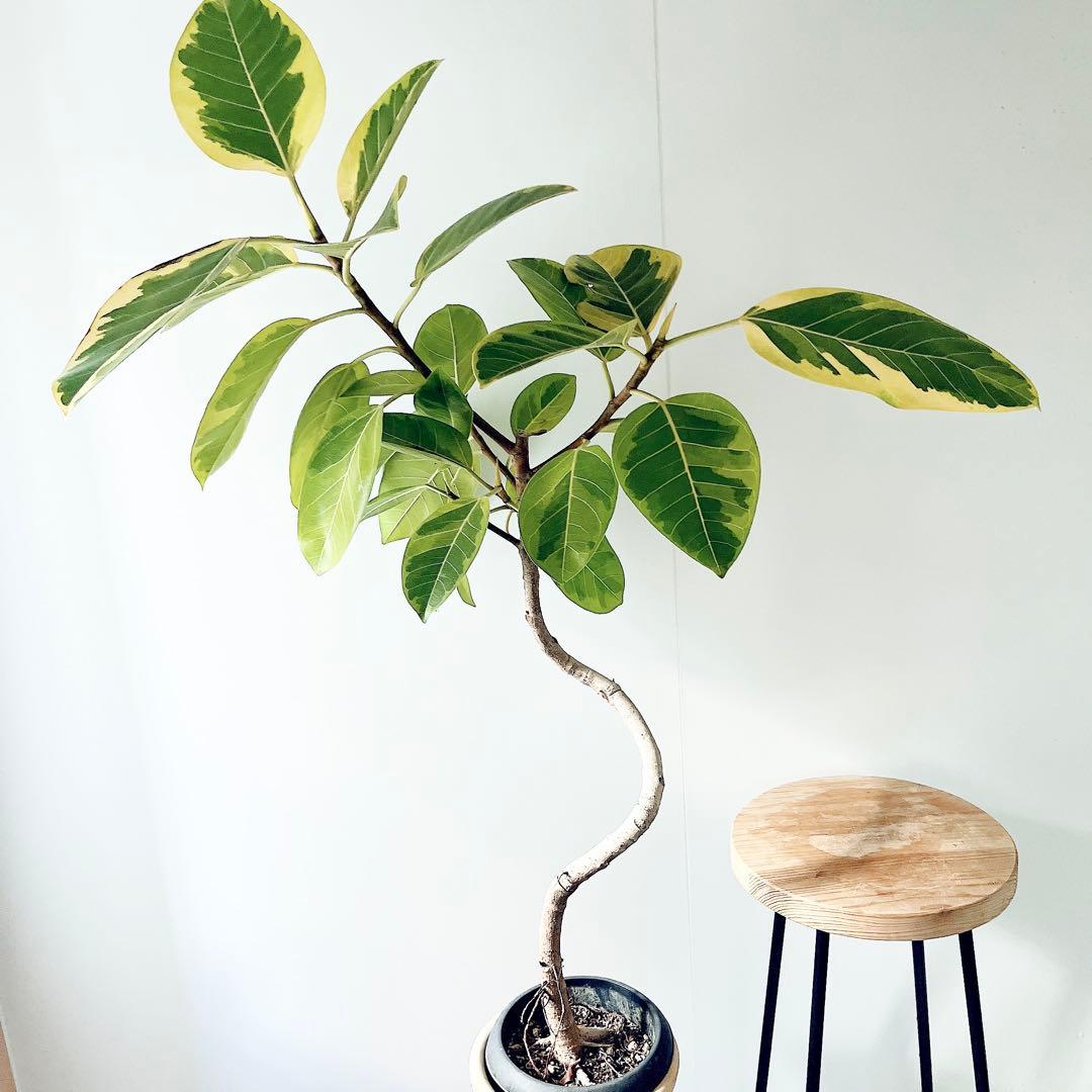 【特価】沖縄産 フィカス アルテシマ 曲がり 観葉植物 大型 室内