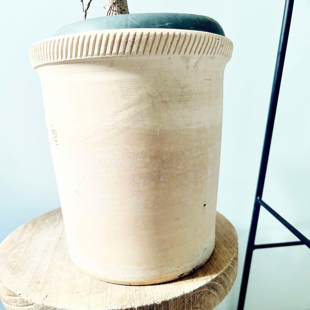 【特価】沖縄産 フィカス アルテシマ 曲がり 観葉植物 大型 室内