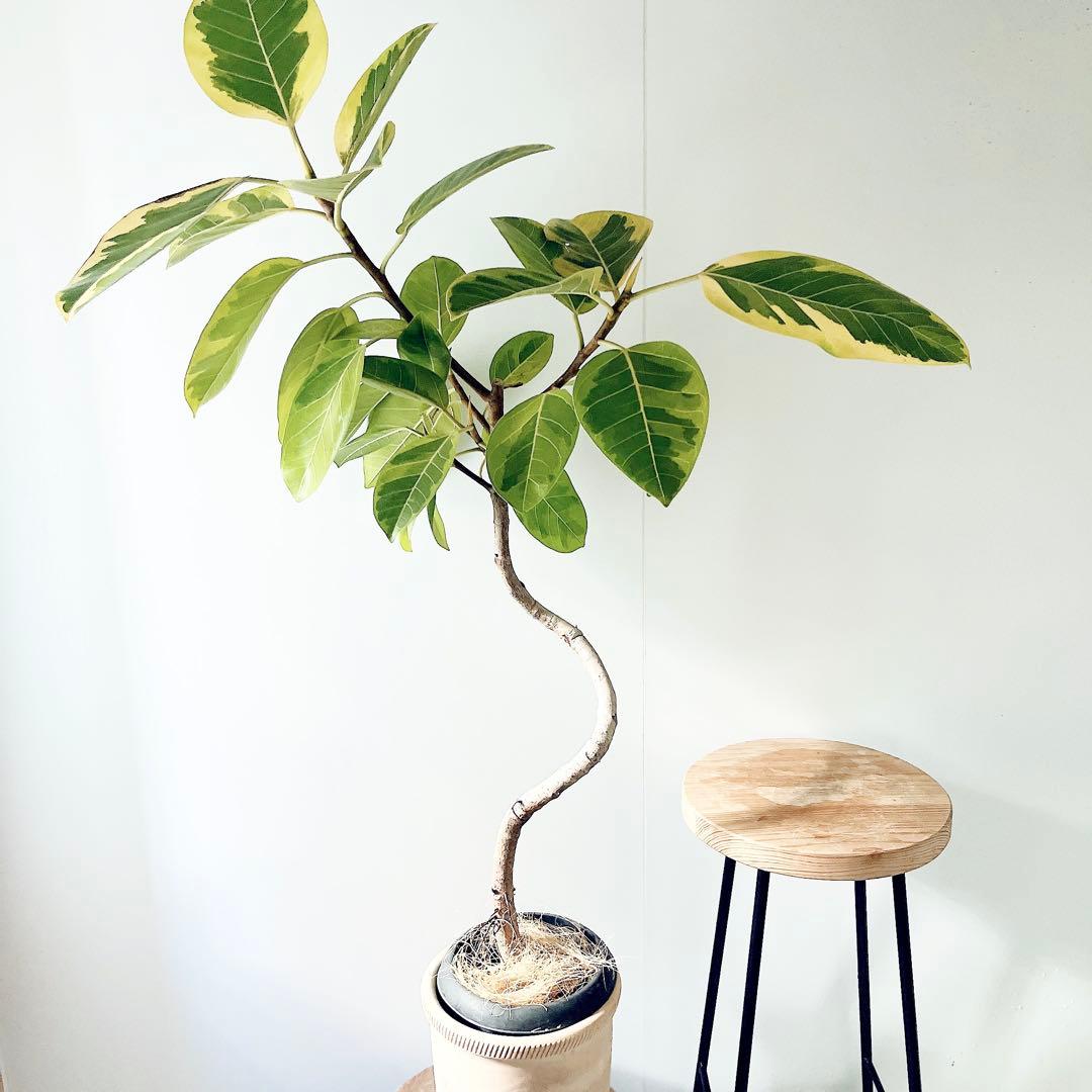 【特価】沖縄産 フィカス アルテシマ 曲がり 観葉植物 大型 室内
