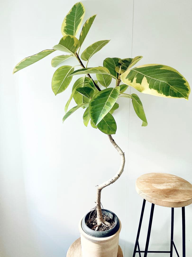 【特価】沖縄産 フィカス アルテシマ 曲がり 観葉植物 大型 室内