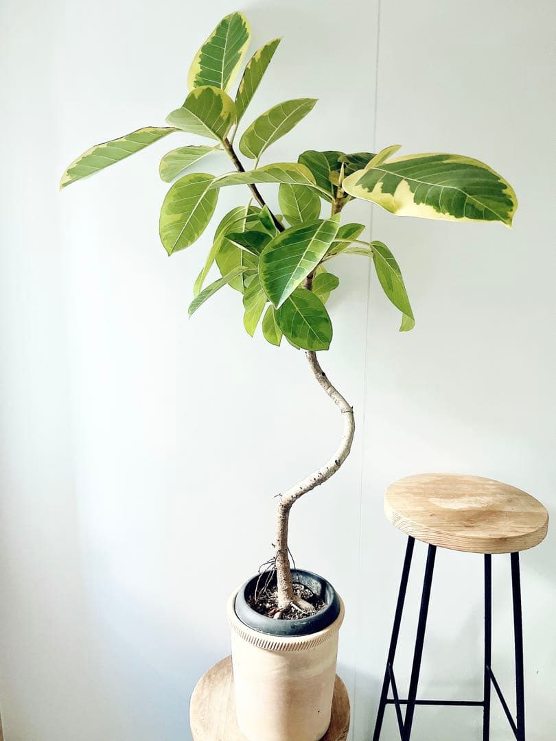 【特価】沖縄産 フィカス アルテシマ 曲がり 観葉植物 大型 室内