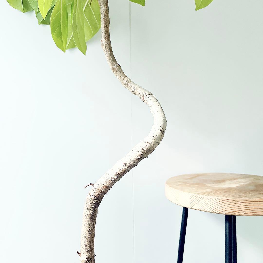 【特価】沖縄産 フィカス アルテシマ 曲がり 観葉植物 大型 室内
