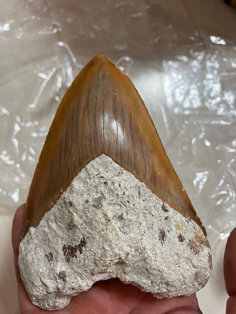 メガロドンの歯化石　母岩つき