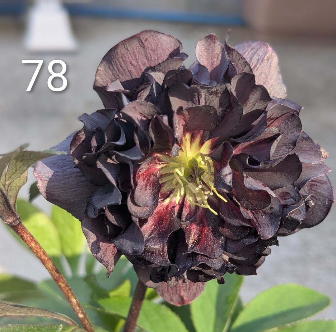 71 DD漆黒　桜の様なギザ花弁 大鉢苗