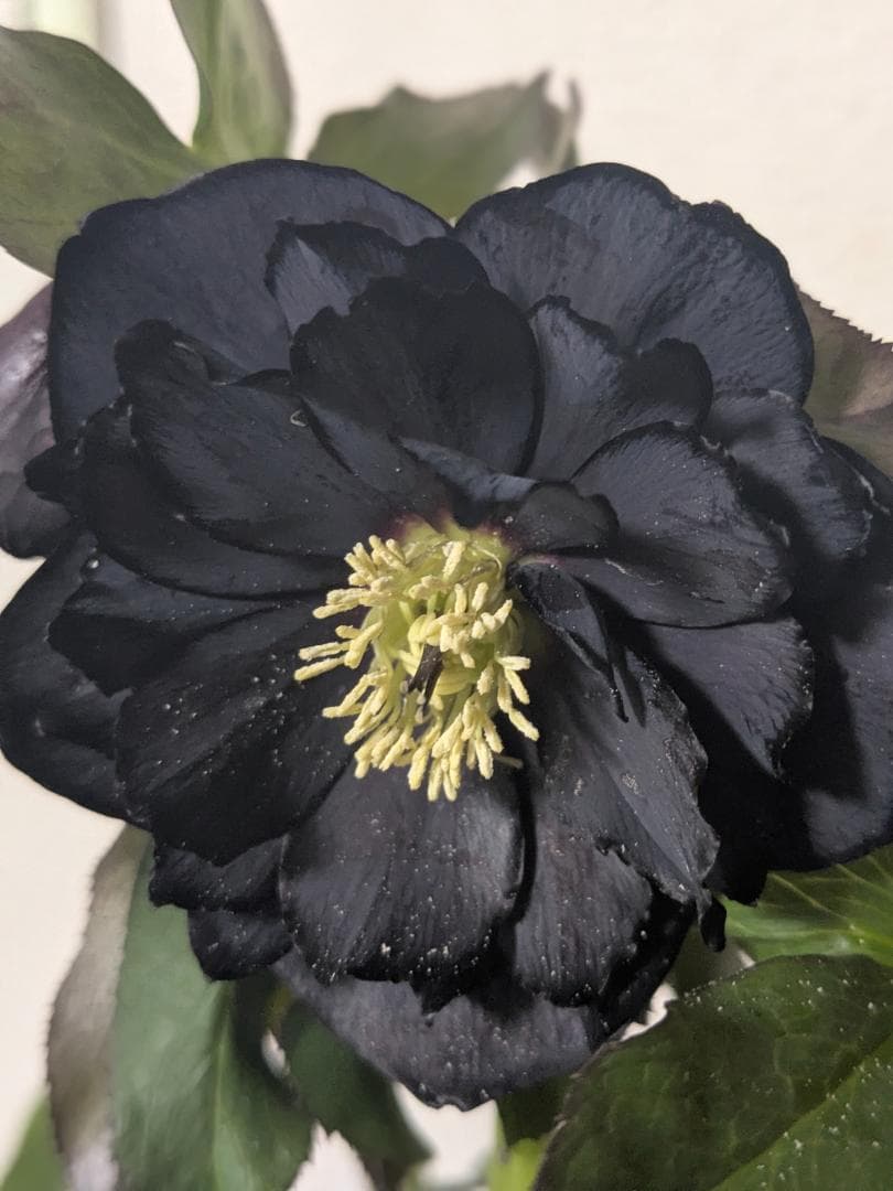 71 DD漆黒　桜の様なギザ花弁 大鉢苗