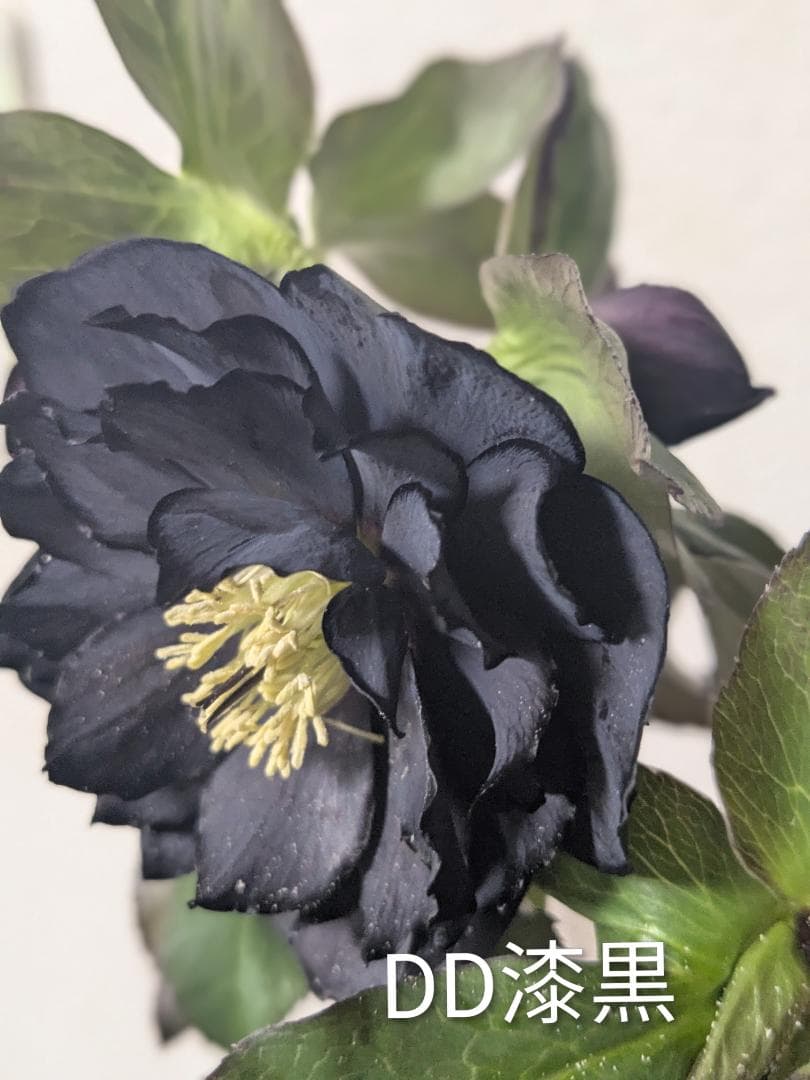 71 DD漆黒　桜の様なギザ花弁 大鉢苗