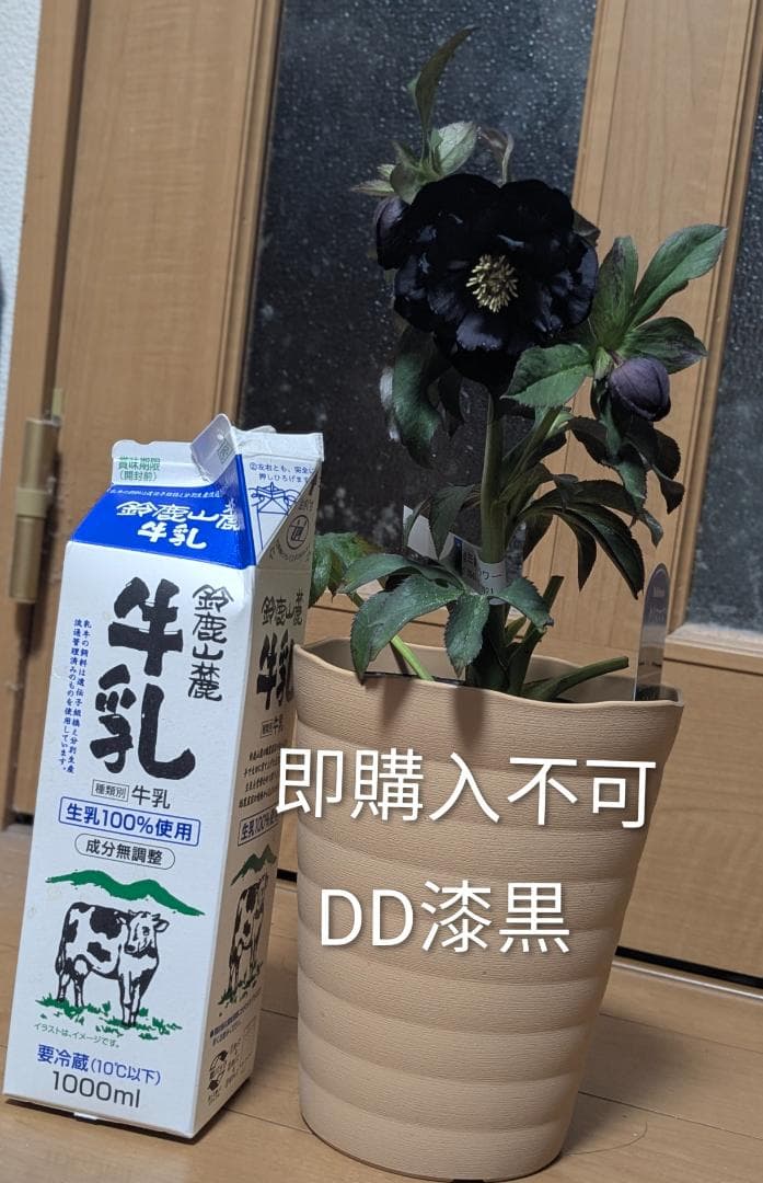 71 DD漆黒　桜の様なギザ花弁 大鉢苗