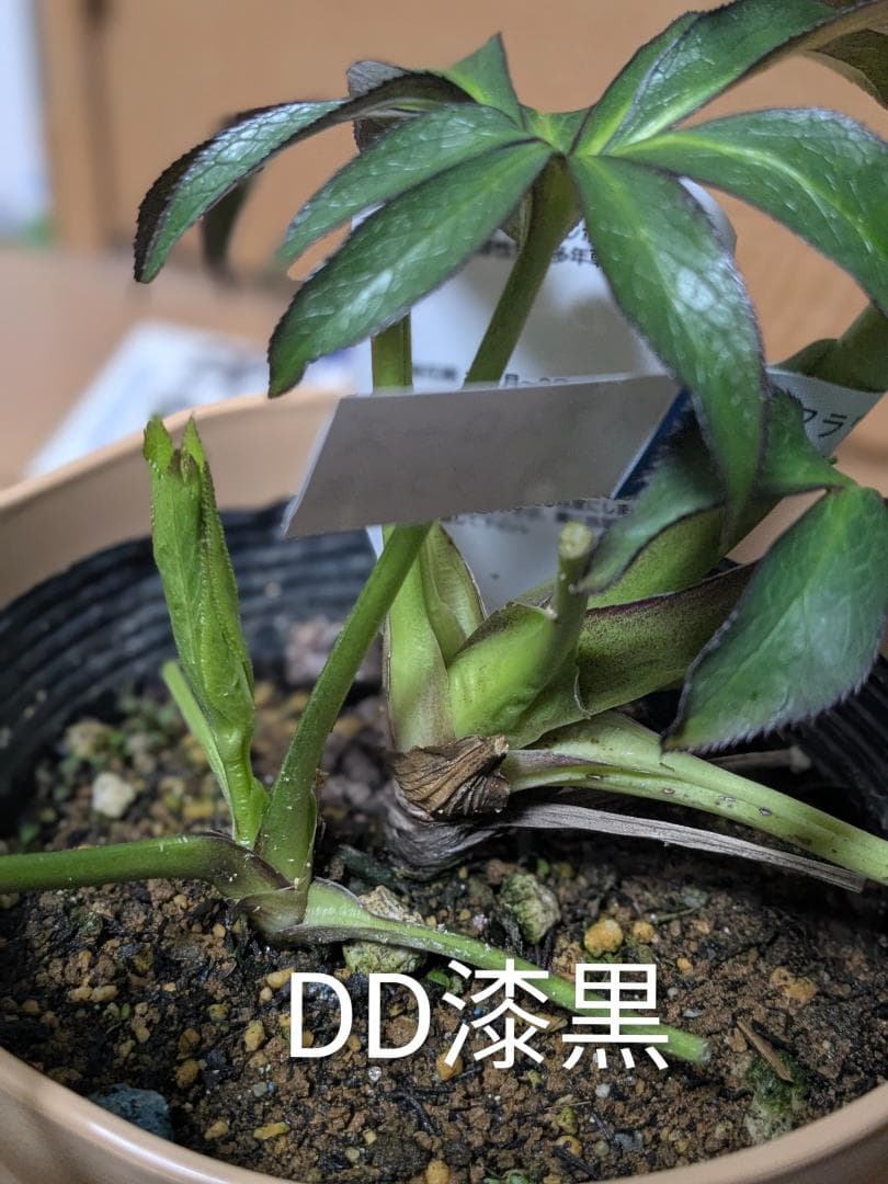 71 DD漆黒　桜の様なギザ花弁 大鉢苗