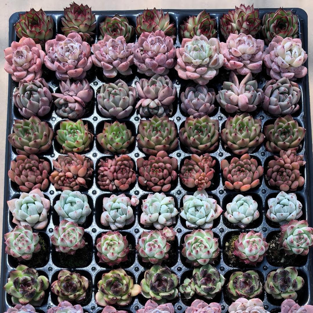 Top【選抜株】多肉植物　25537ノベル　72個　プラグトレー苗