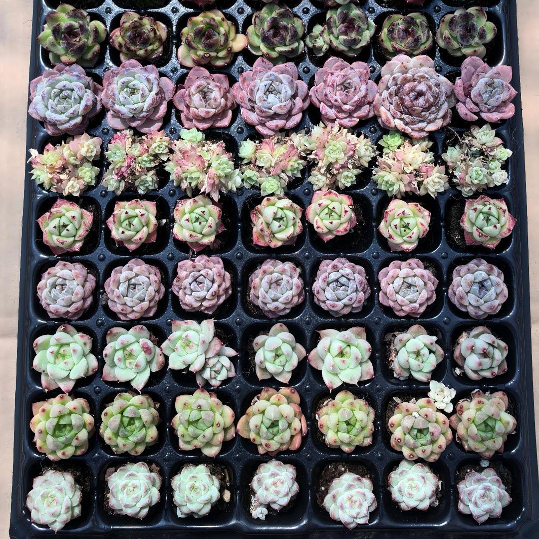 Top【選抜株】多肉植物　25537ノベル　72個　プラグトレー苗