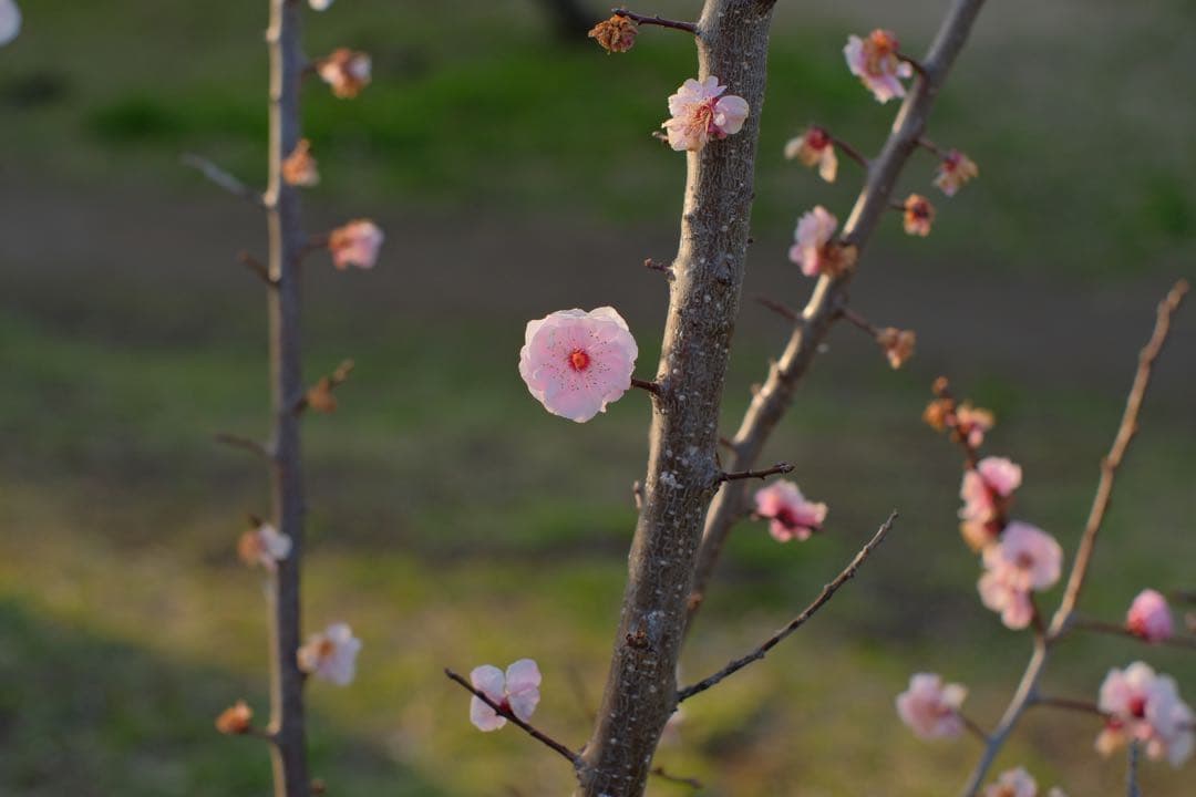レンズ(ズーム) Contax Carl Zeiss 35-70mm f/3.4