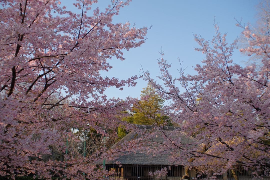 レンズ(ズーム) Contax Carl Zeiss 35-70mm f/3.4