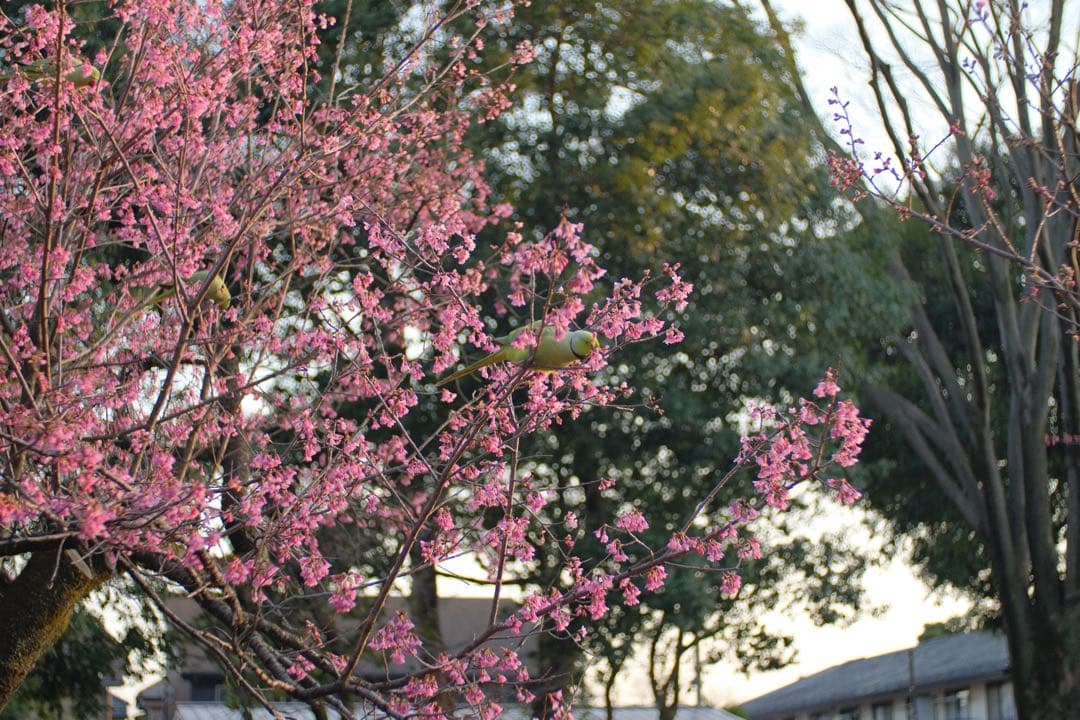 レンズ(ズーム) Contax Carl Zeiss 35-70mm f/3.4