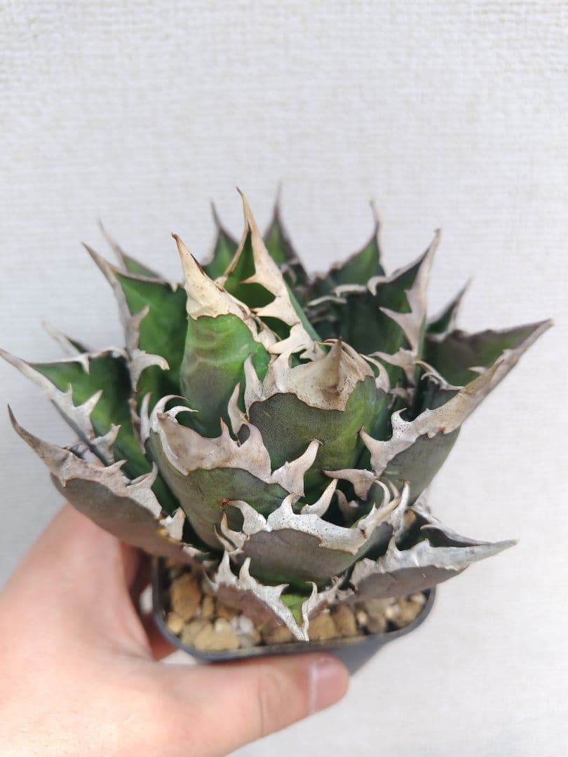 発根済アガベチタノタレッドキャットウィーズル　　ゴリ猫（検）シーザー　魔丸　白鯨