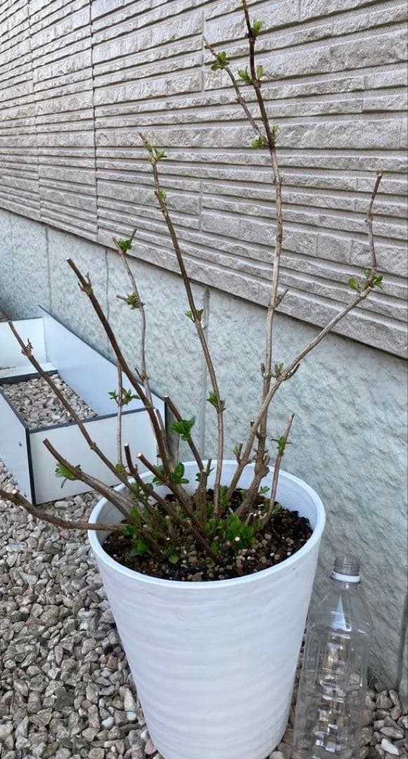 《秋色紫陽花　鬼木さん　ライトグリーン　8号特大苗　鉢ごと》【正規品】ゆうパック