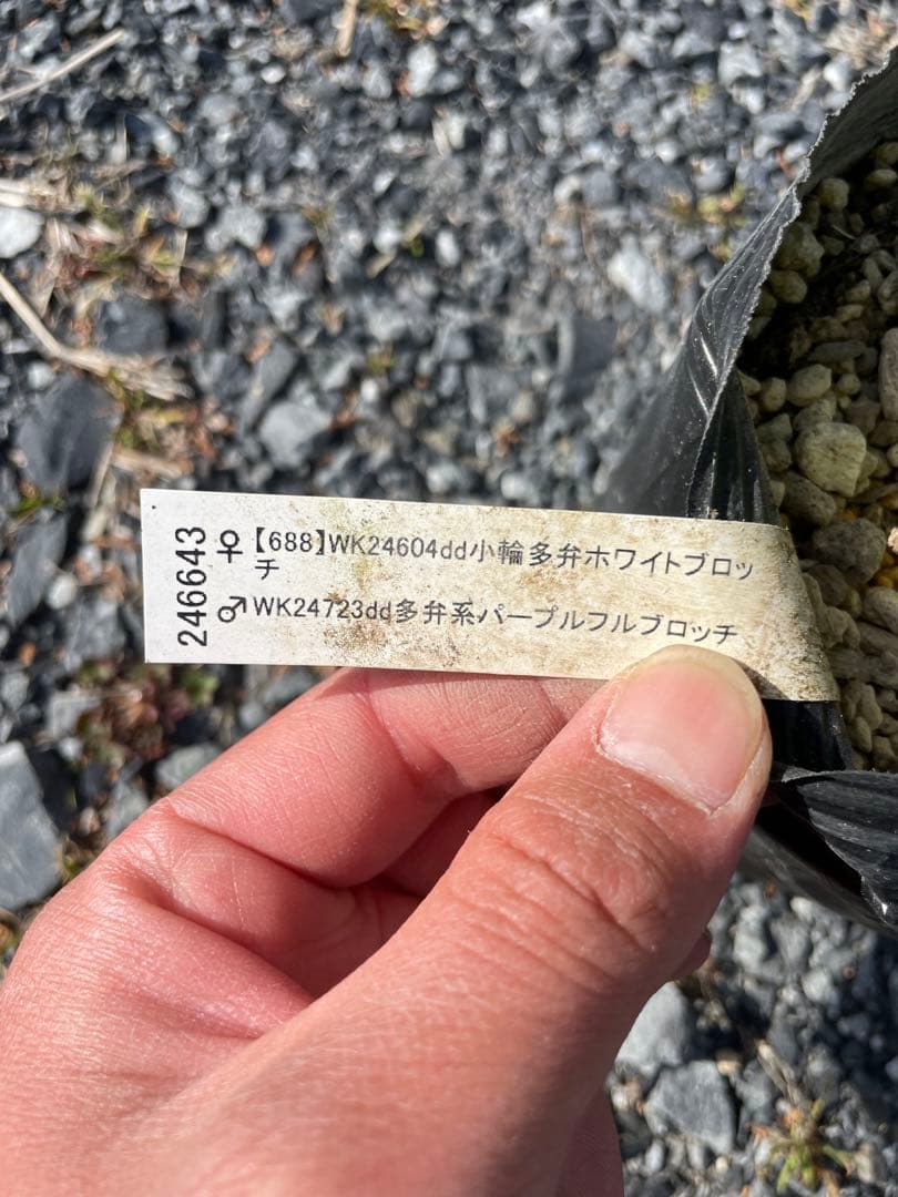 26-189 ブロッチ系 加藤農園 クリスマスローズ