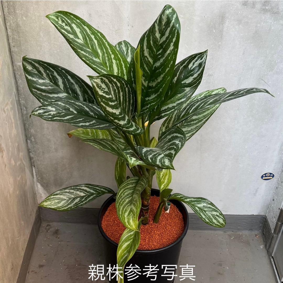 アグラオネマ ニティドゥム カーティシー 観葉植物 LEON レオン 25