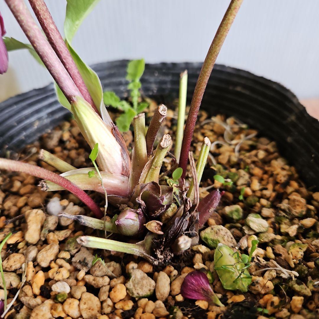 ㉖-93クリスマスローズ