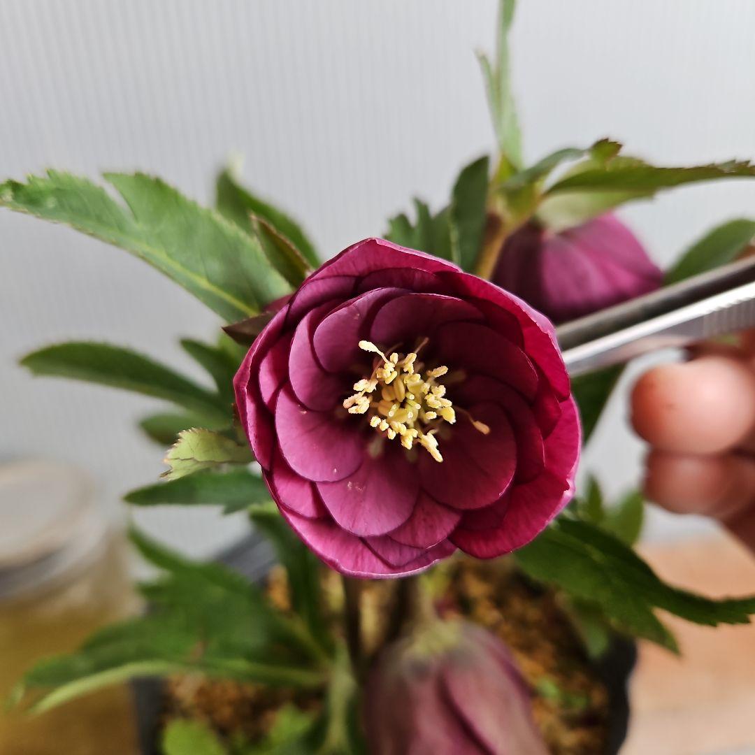 ㉖-93クリスマスローズ