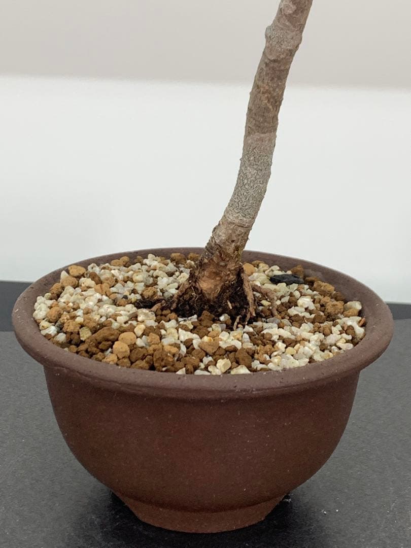 洒落た幹姿の文人黒松　樹高約47cm（検索/赤松五葉松真柏模様木小品盆栽）