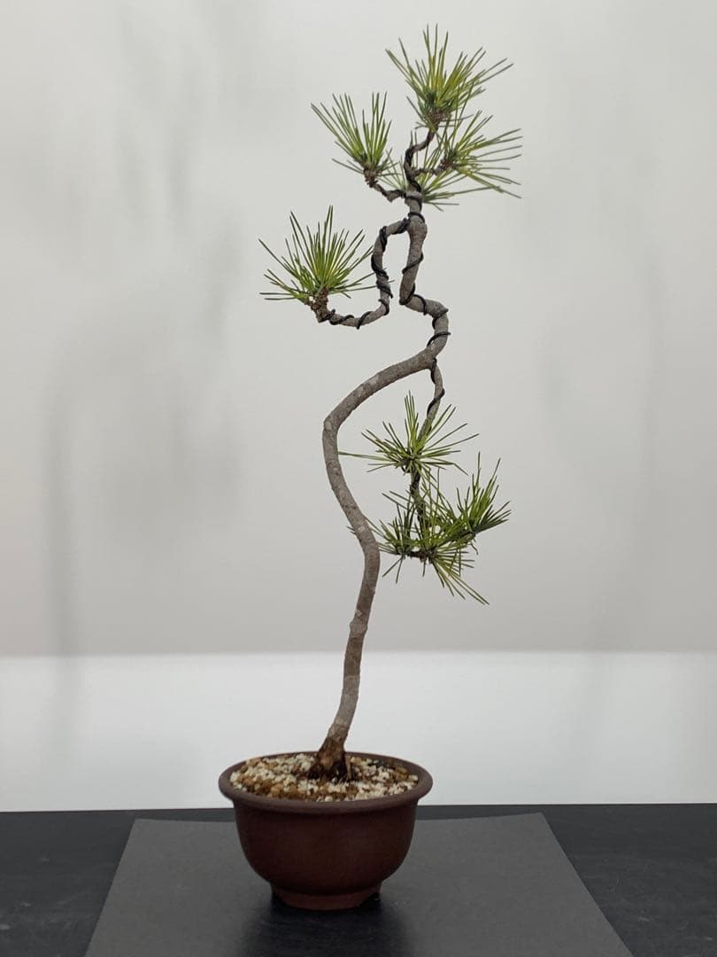 洒落た幹姿の文人黒松　樹高約47cm（検索/赤松五葉松真柏模様木小品盆栽）