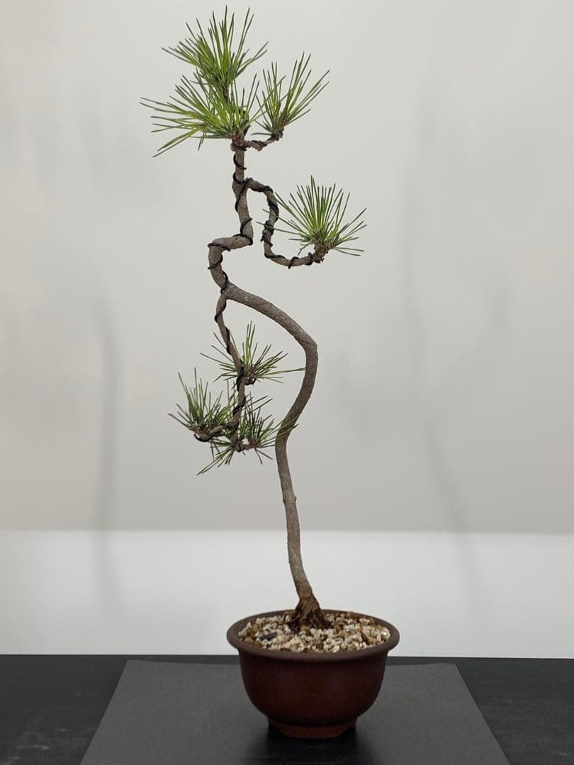 洒落た幹姿の文人黒松　樹高約47cm（検索/赤松五葉松真柏模様木小品盆栽）