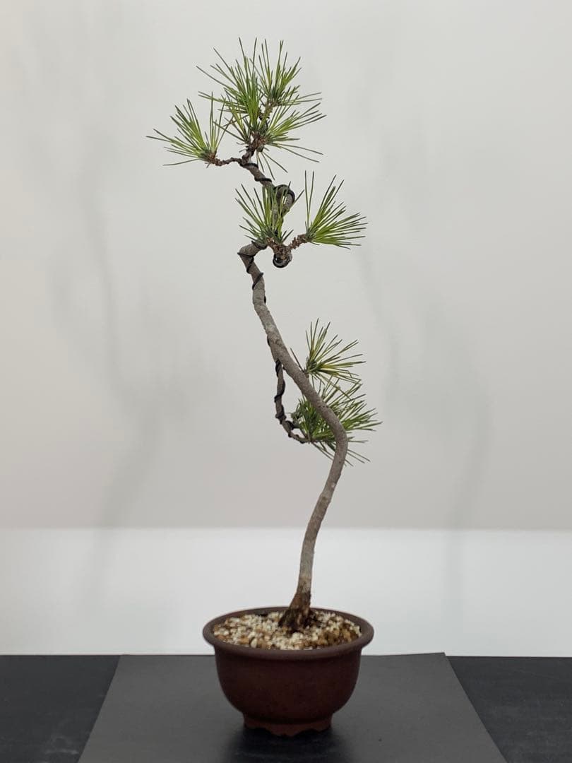 洒落た幹姿の文人黒松　樹高約47cm（検索/赤松五葉松真柏模様木小品盆栽）