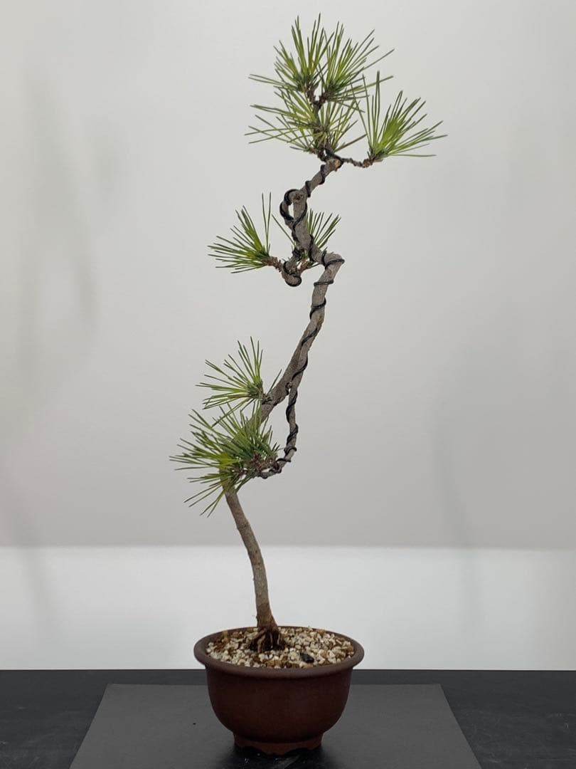 洒落た幹姿の文人黒松　樹高約47cm（検索/赤松五葉松真柏模様木小品盆栽）