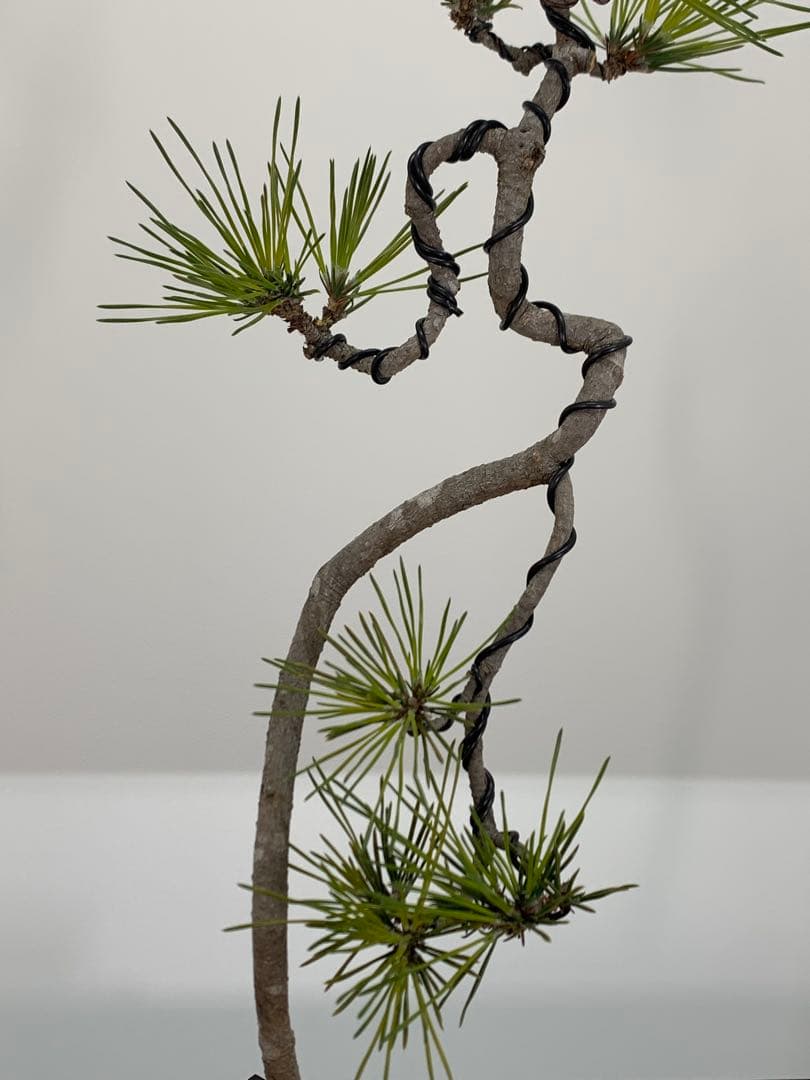 洒落た幹姿の文人黒松　樹高約47cm（検索/赤松五葉松真柏模様木小品盆栽）