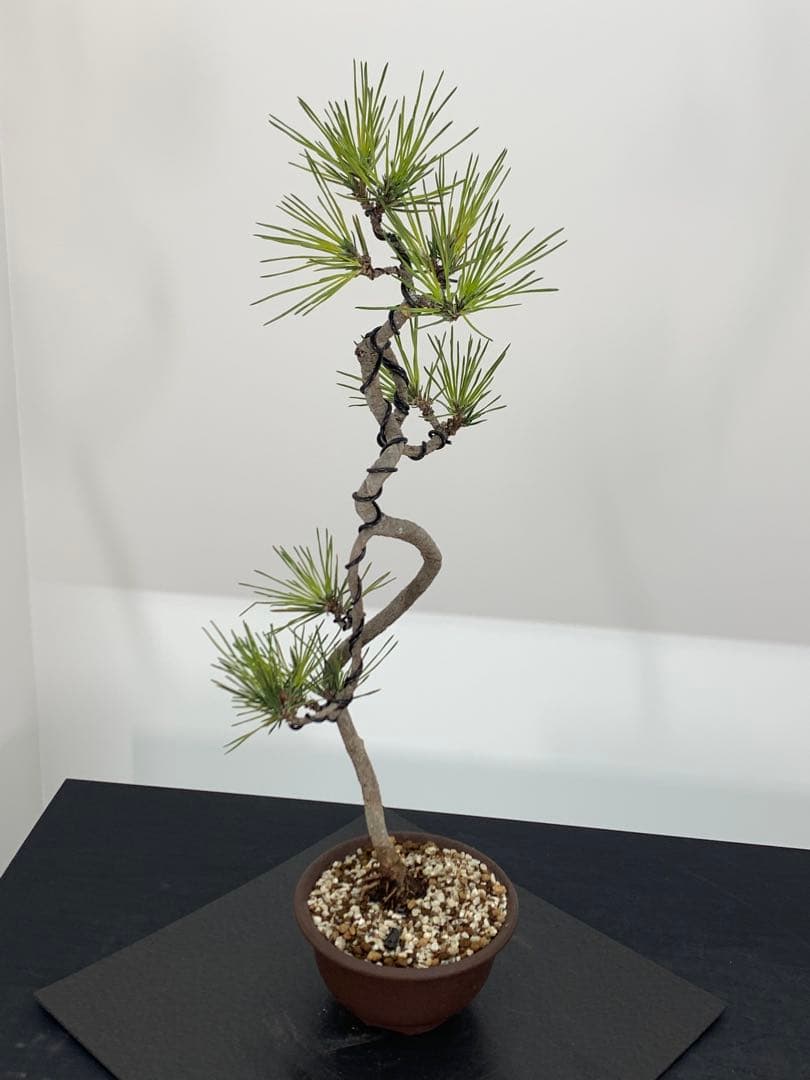 洒落た幹姿の文人黒松　樹高約47cm（検索/赤松五葉松真柏模様木小品盆栽）