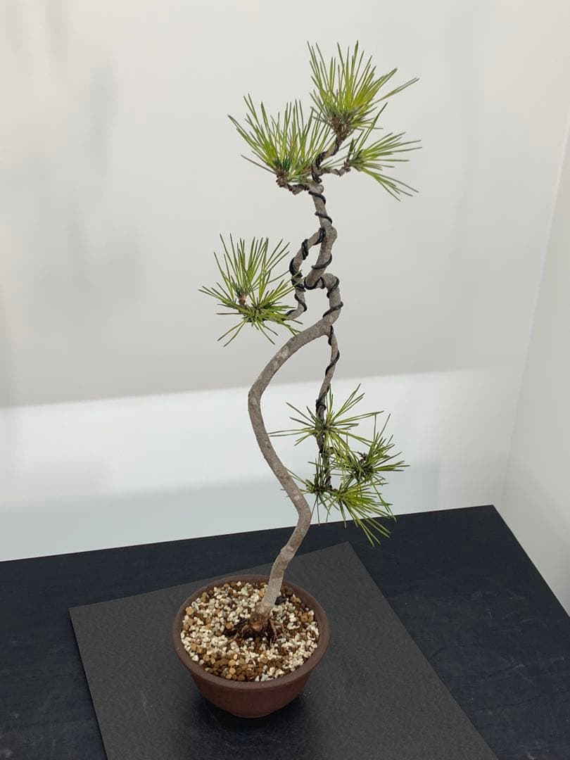 洒落た幹姿の文人黒松　樹高約47cm（検索/赤松五葉松真柏模様木小品盆栽）