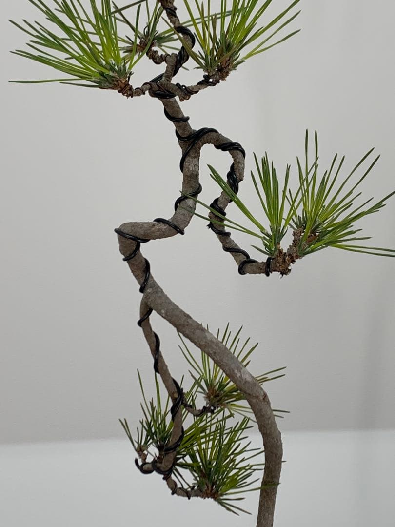 洒落た幹姿の文人黒松　樹高約47cm（検索/赤松五葉松真柏模様木小品盆栽）