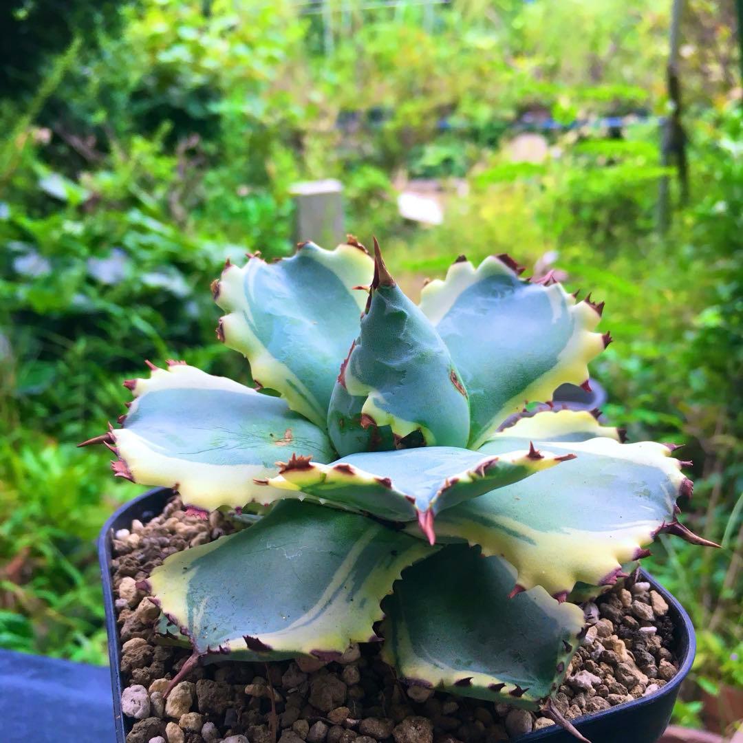 【激安】王妃兜蟹錦 カブトガニ錦　極上 赤棘　黄〜白斑 覆輪斑　イシスメンシス