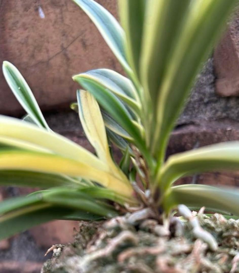 富貴蘭　西出都　① 株立ち　変わり芽(真鶴) 付き