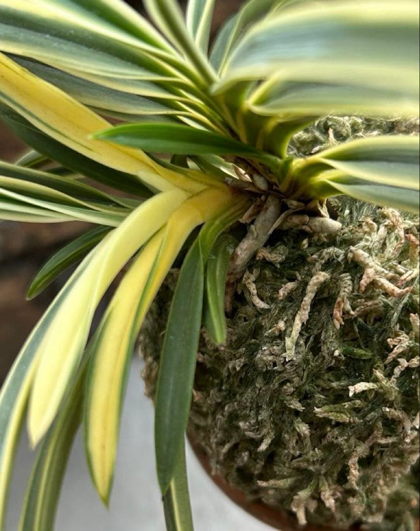 富貴蘭　西出都　① 株立ち　変わり芽(真鶴) 付き