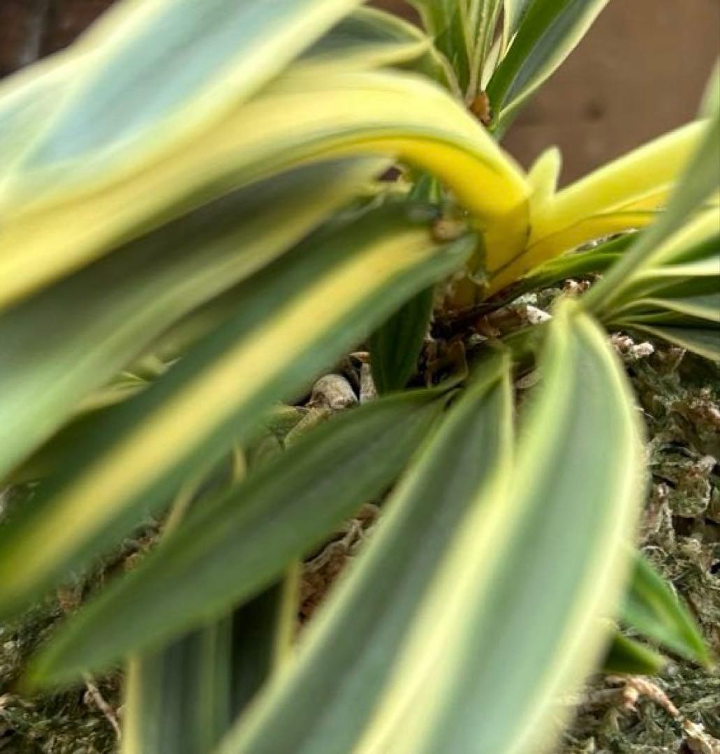 富貴蘭　西出都　① 株立ち　変わり芽(真鶴) 付き