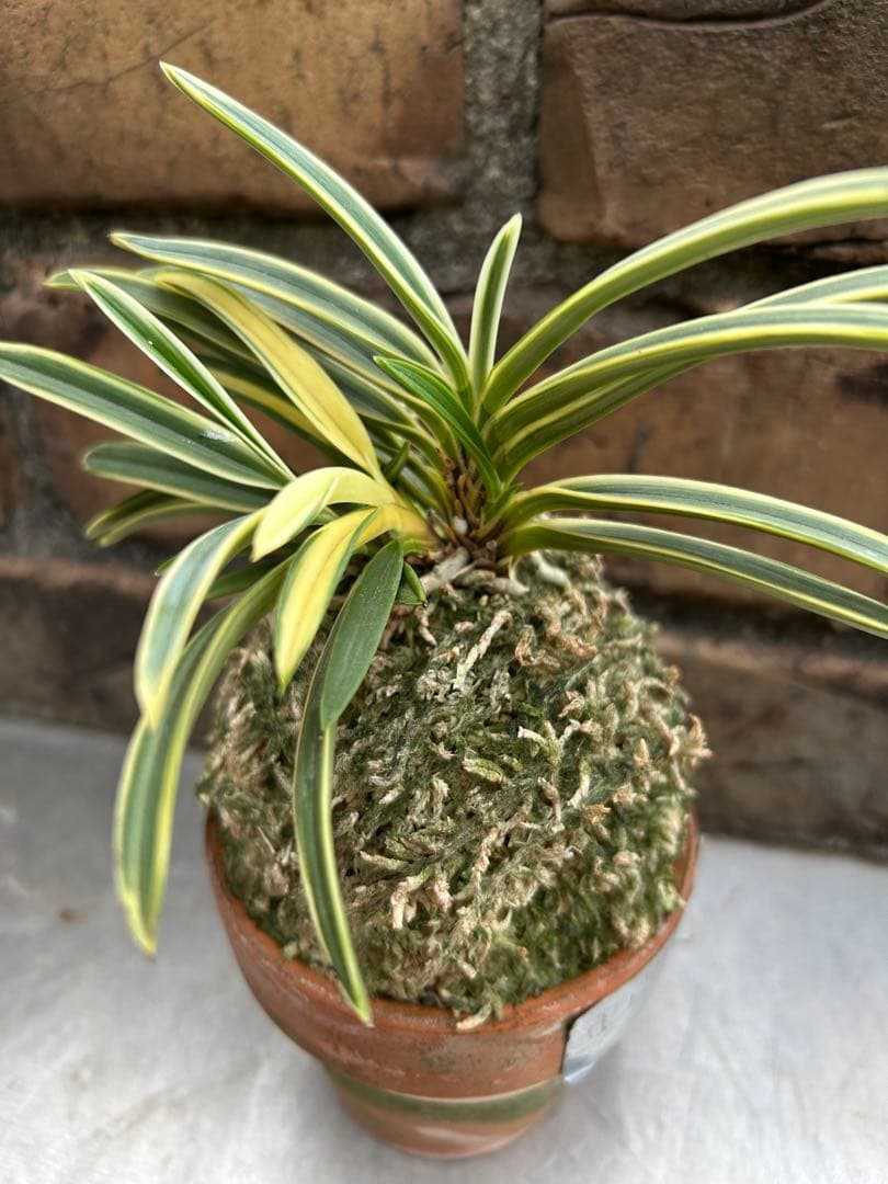 富貴蘭　西出都　① 株立ち　変わり芽(真鶴) 付き