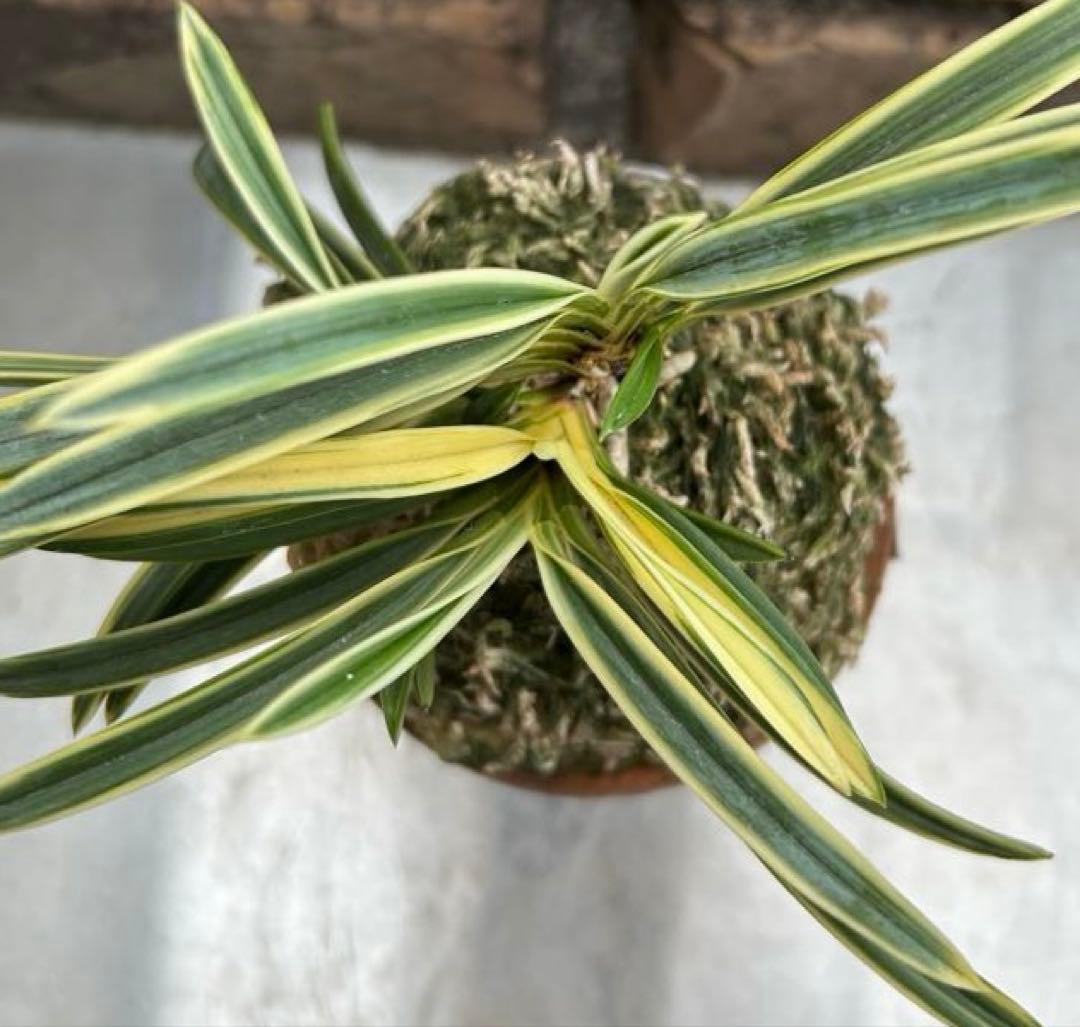 富貴蘭　西出都　① 株立ち　変わり芽(真鶴) 付き