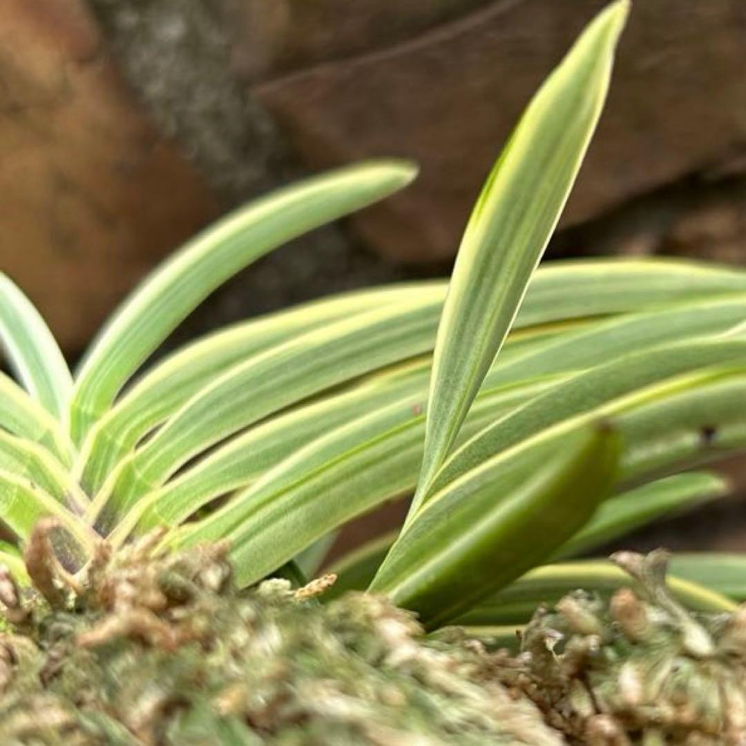 富貴蘭　西出都　① 株立ち　変わり芽(真鶴) 付き