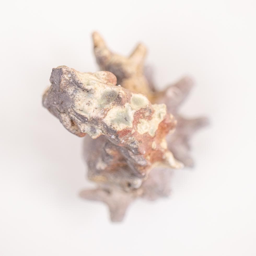 益子焼 今成誠一 タツノオトシゴ 置物 共箱