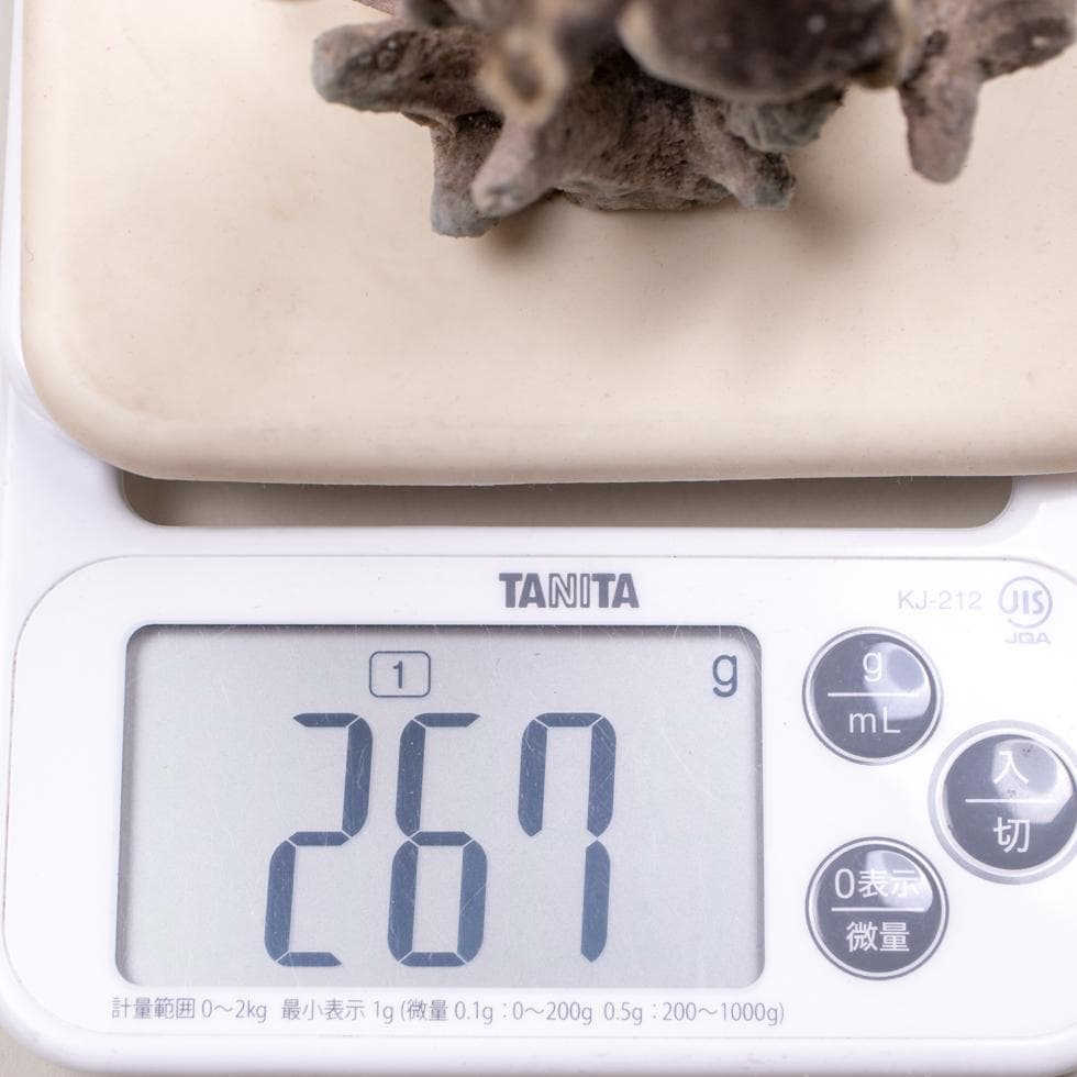 益子焼 今成誠一 タツノオトシゴ 置物 共箱