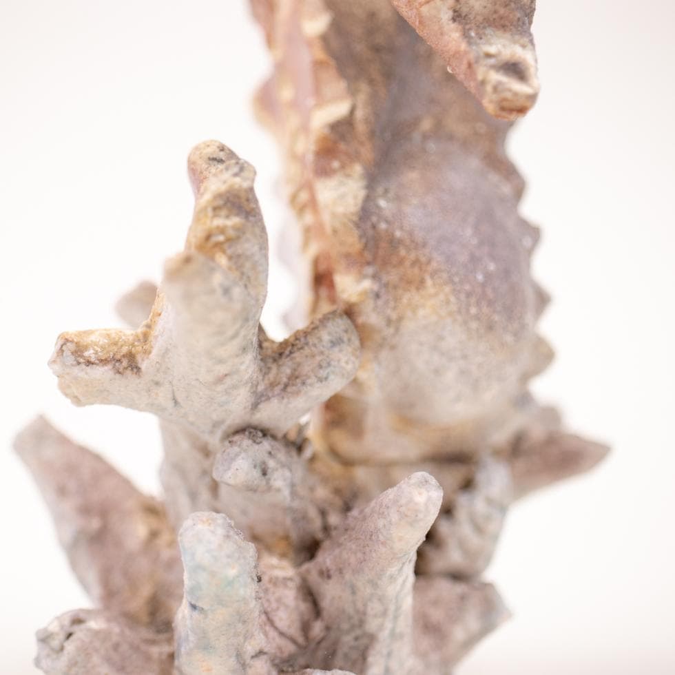 益子焼 今成誠一 タツノオトシゴ 置物 共箱