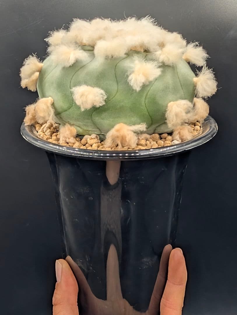 は*ん様 ロホホラ 翠冠玉 鉢植え メルカリ便送料込み