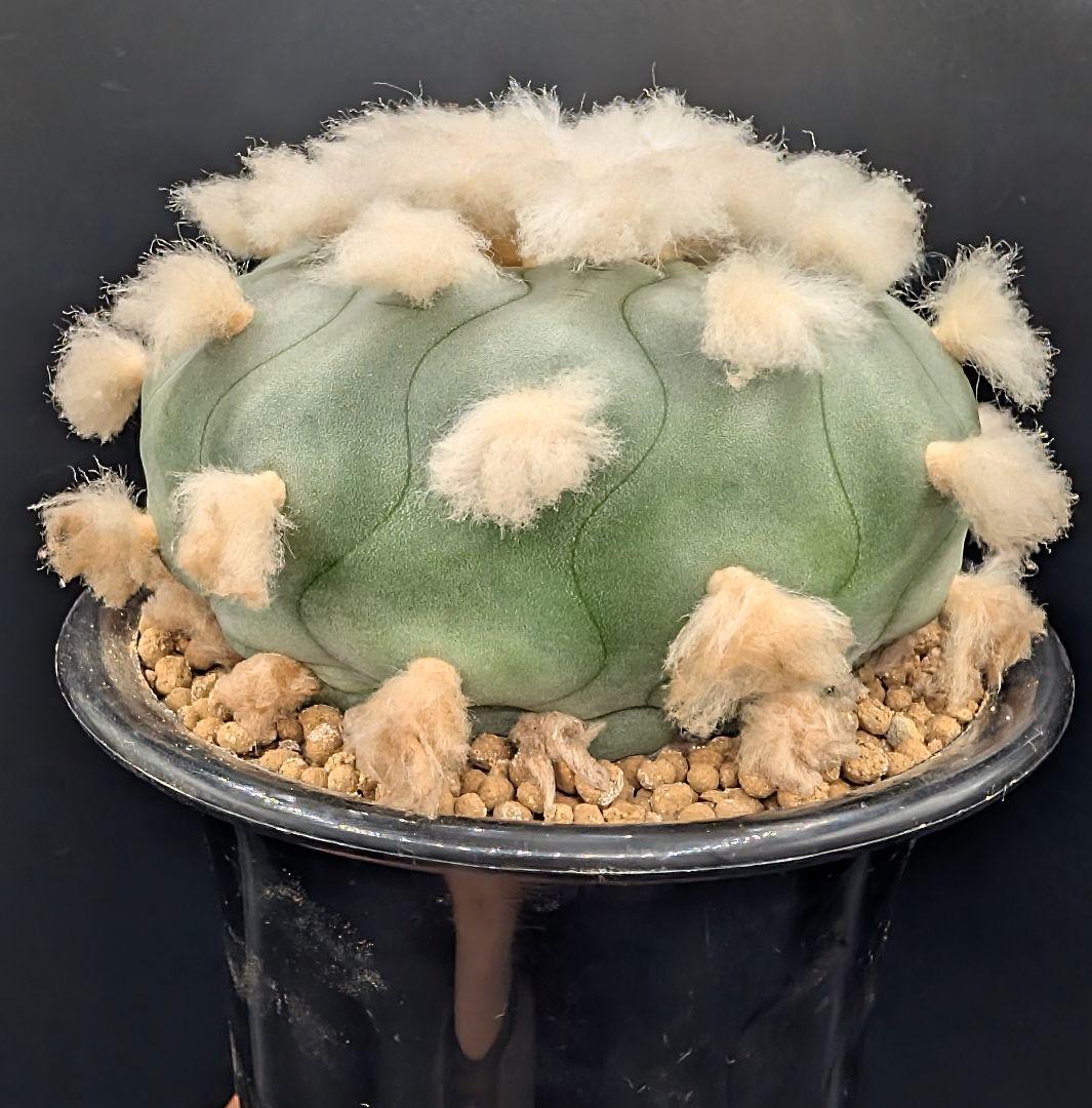 は*ん様 ロホホラ 翠冠玉 鉢植え メルカリ便送料込み