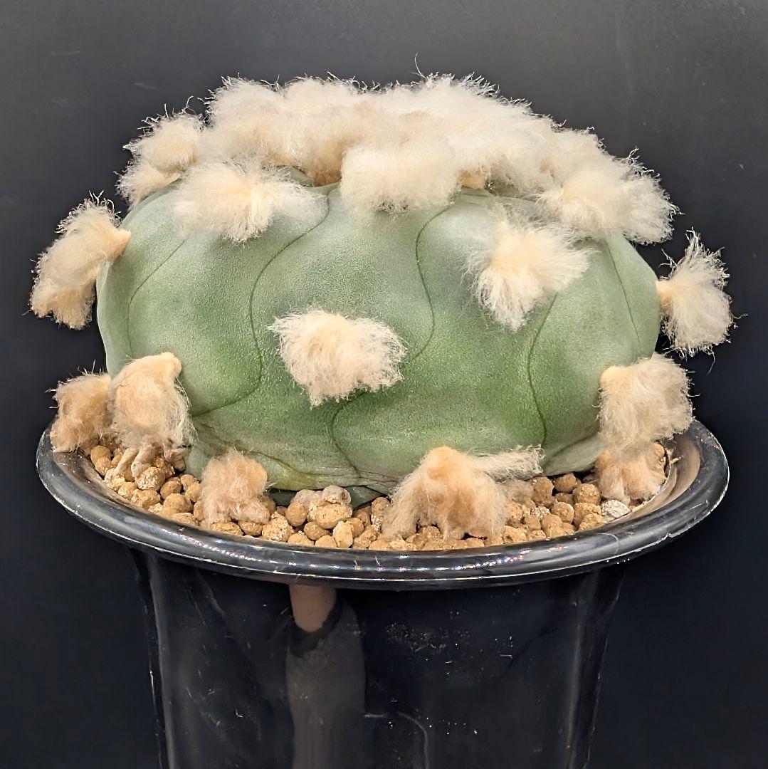 は*ん様 ロホホラ 翠冠玉 鉢植え メルカリ便送料込み