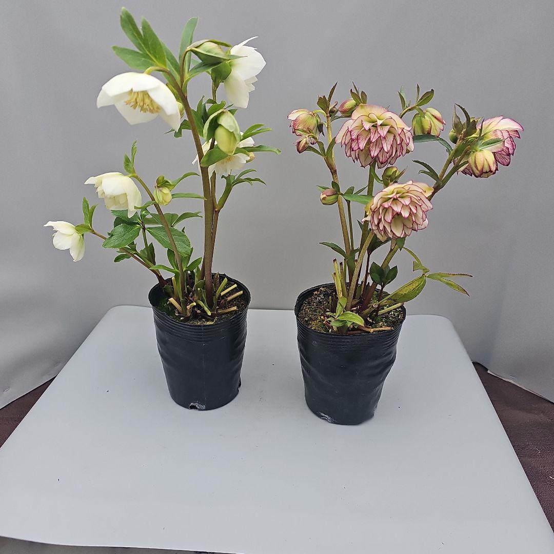 クリスマスローズ開花苗２ポットセット