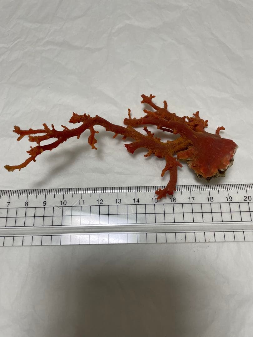 赤珊瑚原木の置物